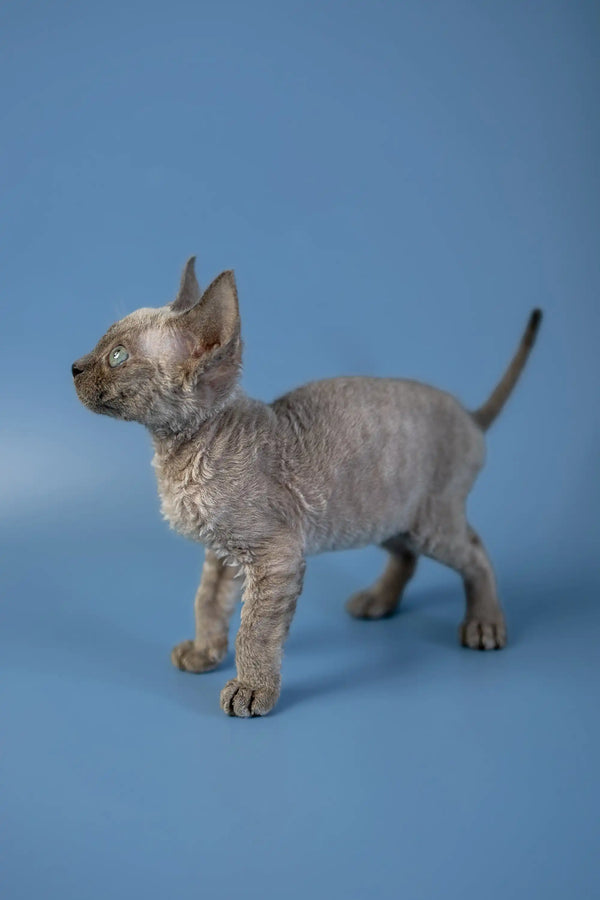 Hairless gray Devon Rex kitten with wrinkled skin standing alert and curious