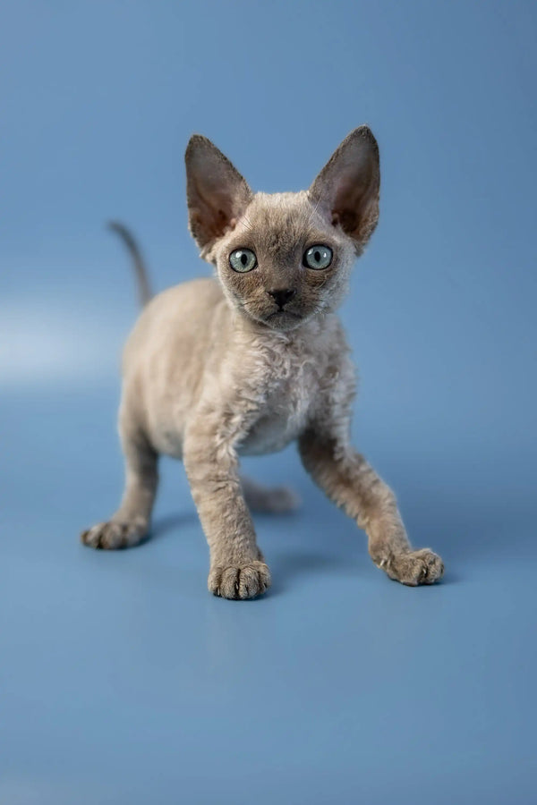 Devon Rex kitten with curly fur and big ears on a blue surface, perfect for any cat lover