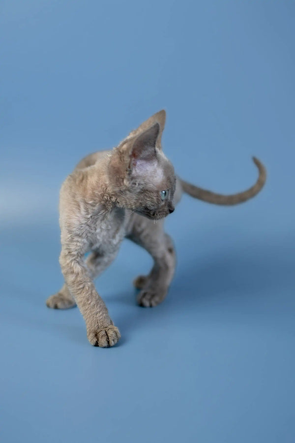 Hairless Devon Rex kitten with wrinkled skin standing on a blue surface