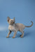 Adorable Devon Rex kitten with big ears and curly coat standing on plain surface