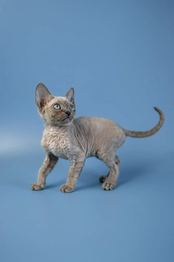 Adorable Devon Rex kitten with big ears and curly coat standing on plain surface