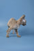 Hairless Devon Rex kitten arching back against a blue backdrop for Alex product display