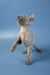 Gray Devon Rex kitten with big ears standing tall and gazing upwards