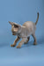 Gray Devon Rex kitten stretching forward with adorable wrinkled skin