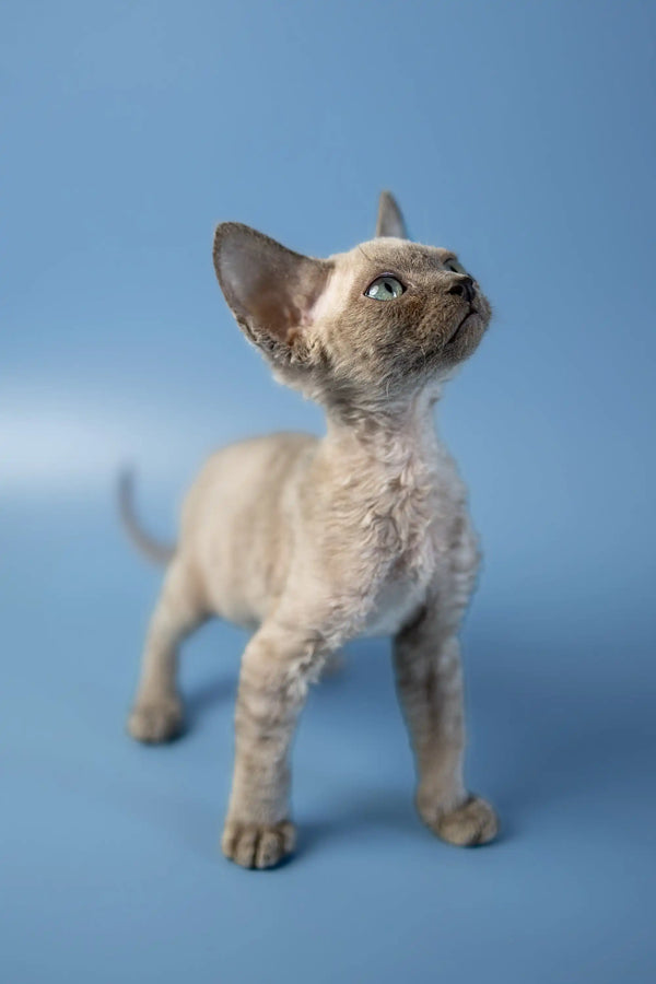 Cute Hairless Devon Rex Kitten with Wrinkled Skin and Big Ears Looking Upward