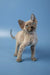 Cute Devon Rex kitten with curly fur and big ears on a blue surface