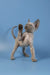 Playful Devon Rex kitten with wrinkled skin raising paw, showcasing its cute personality