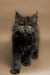 Fluffy black Maine Coon kitten with bright green eyes, perfect for cuddles