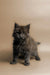 Fluffy gray Maine Coon kitten with bright eyes standing alert and curious