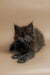 Fluffy gray Maine Coon kitten with alert eyes lounging cutely