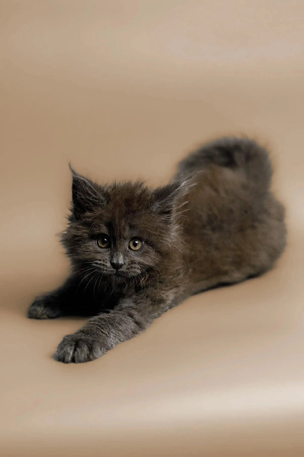 Gray fluffy Maine Coon kitten stretching out adorably on its belly