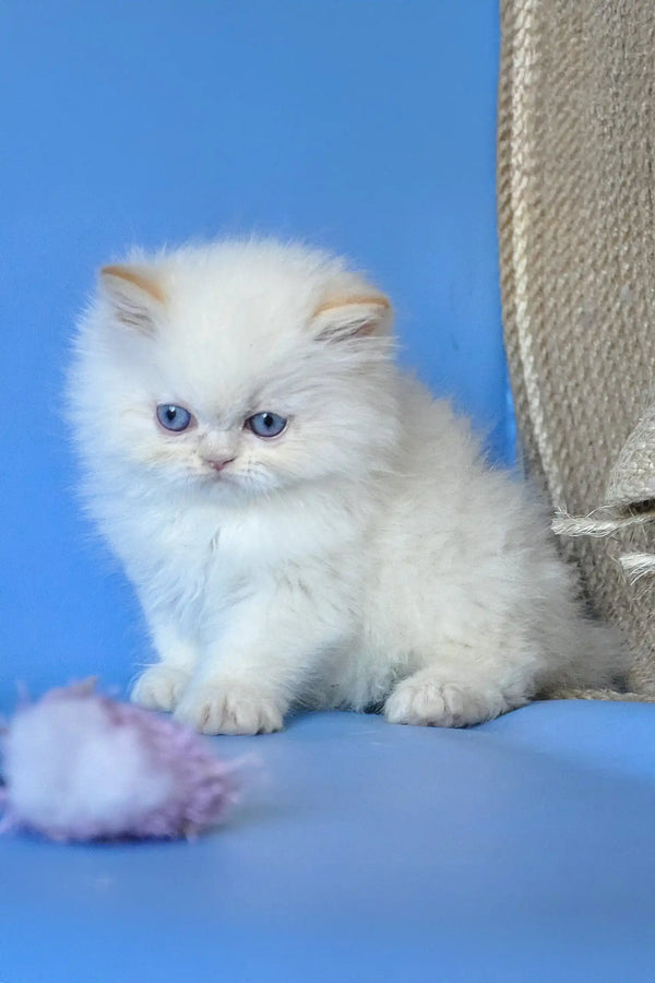 Alex | persian kitten