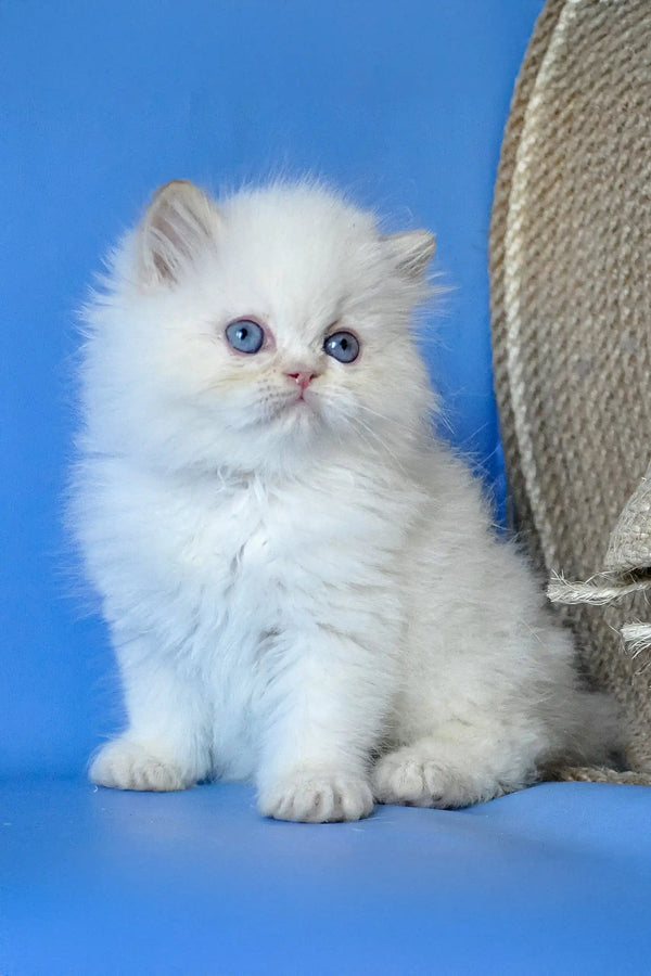 Alex | persian kitten