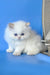 Alex | persian kitten