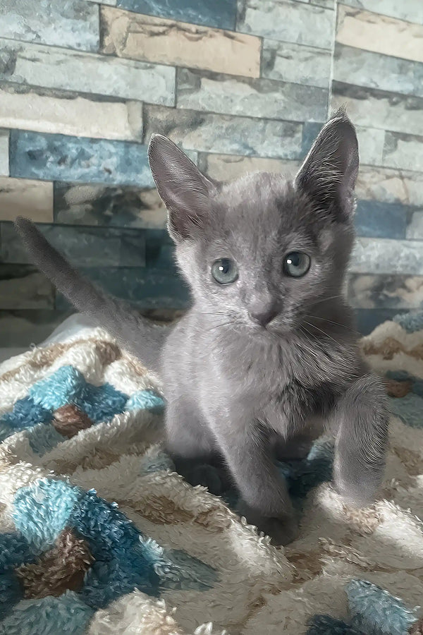 Alex | russian blue kitten