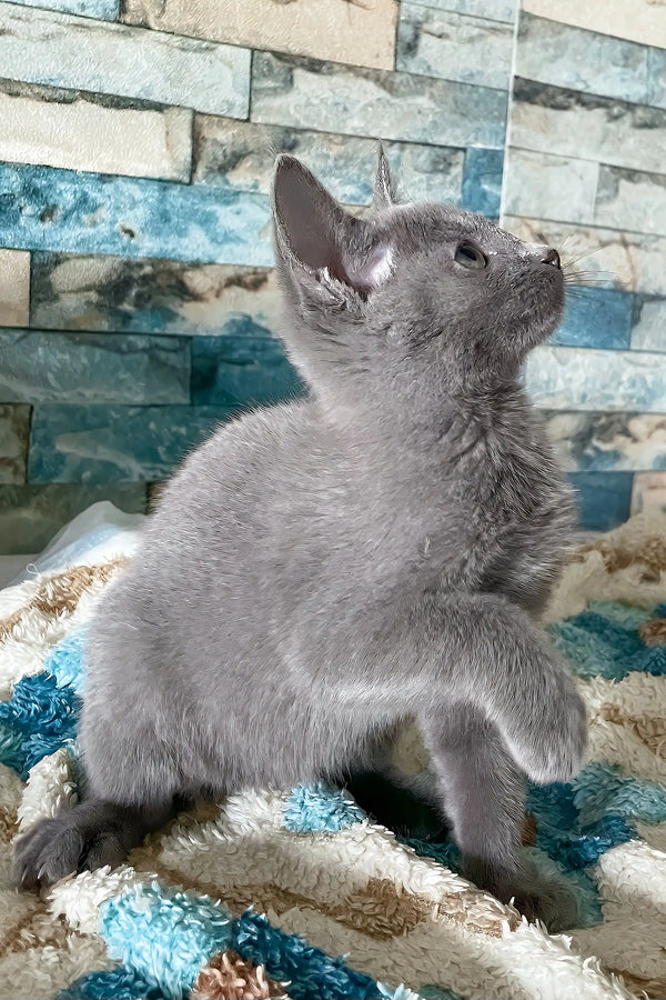 Alex | russian blue kitten