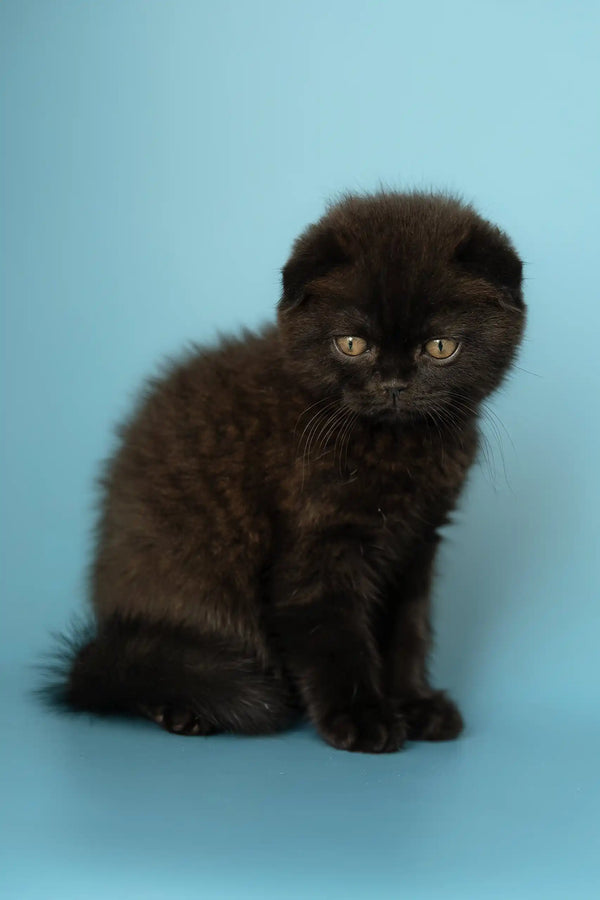 Adorable Black Scottish Fold kitten named Alex, perfect for loving homes