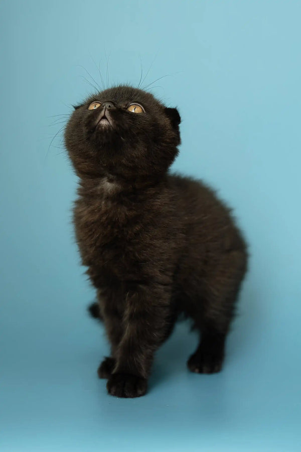 Black Scottish Fold kitten named Alex, super cute and playful