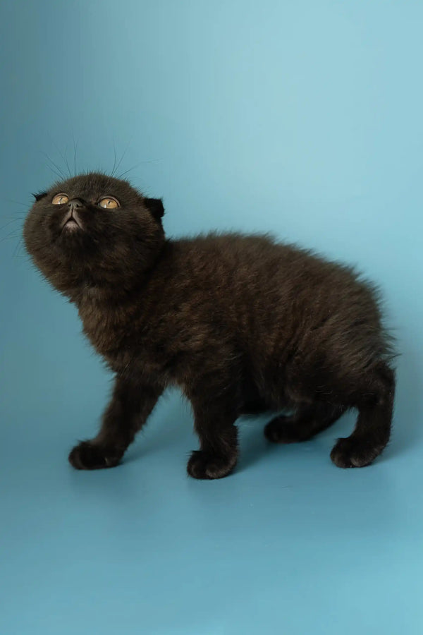 Black Scottish Fold kitten named Alex, adorable and playful, perfect for pet lovers