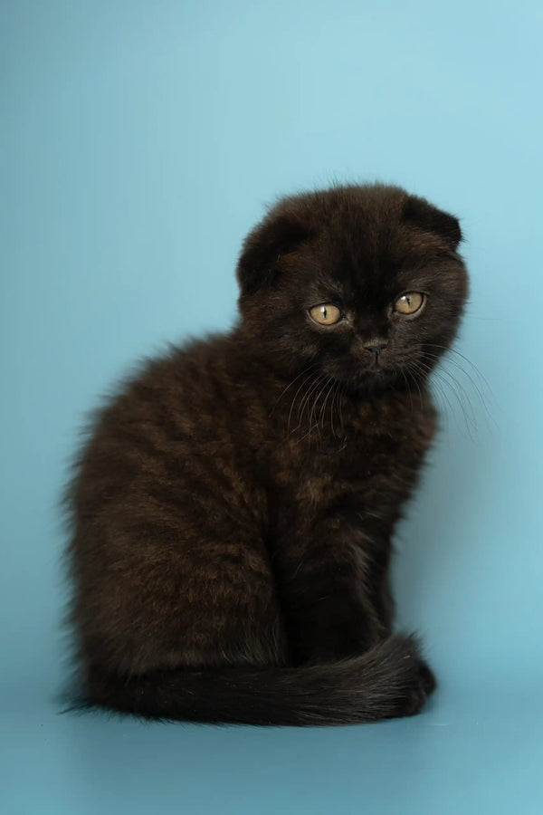 Cute Black Scottish Fold Kitten named Alex, perfect for cat lovers and pet enthusiasts