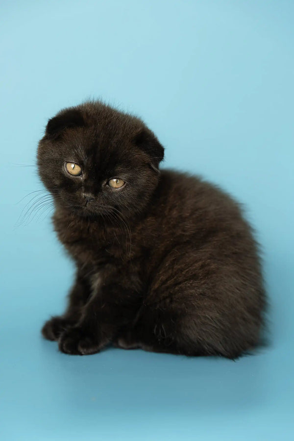 Black Scottish Fold kitten named Alex, super cute and playful pet for cat lovers