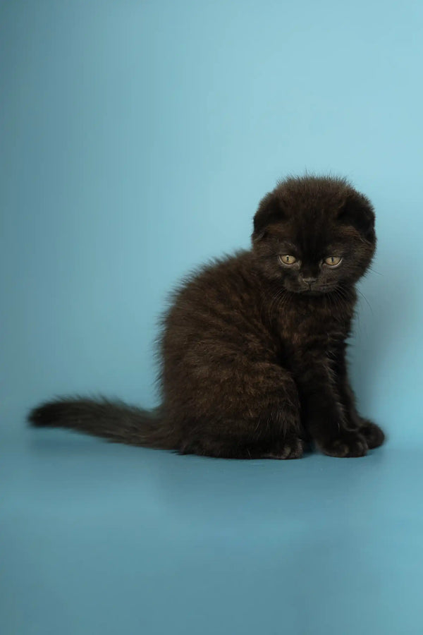 Cute Black Scottish Fold kitten named Alex, perfect for cat lovers everywhere