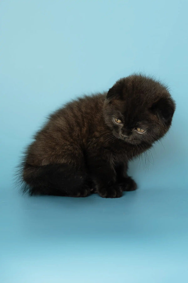 Adorable Black Scottish Fold Kitten named Alex ready for a loving home