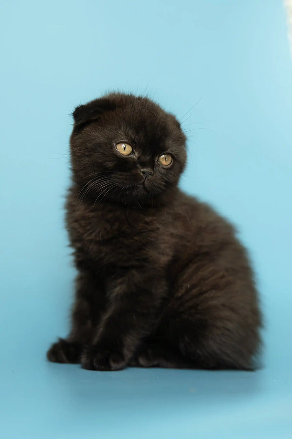 Cute Black Scottish Fold Kitten named Alex, perfect for your feline friends collection