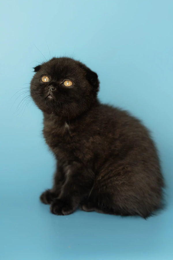 Cute Black Scottish Fold Kitten named Alex sitting playfully in a cozy spot