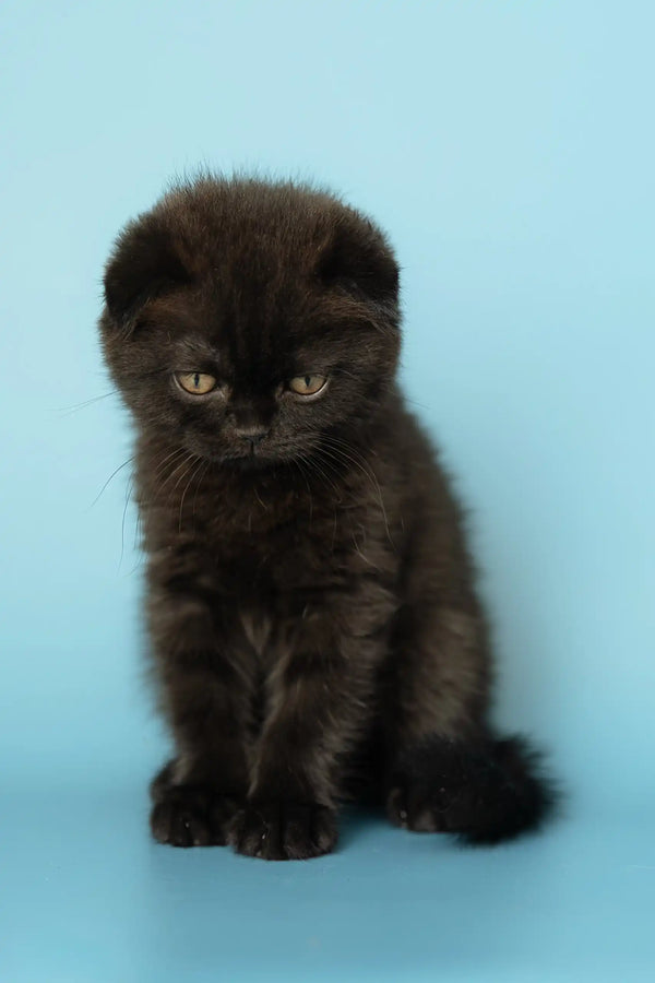 Fluffy black Scottish Fold kitten named Alex, super cute and playful
