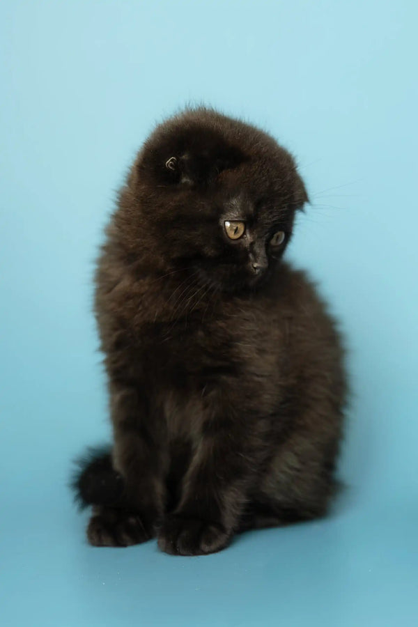 Fluffy black Scottish Fold kitten named Alex, perfect for your cuddly companion needs