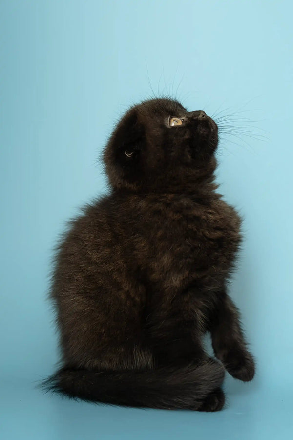 Fluffy black kitten Alex from the Scottish Fold breed looking up adorably