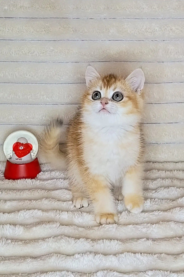 Adorable cream and white kitten with blue eyes by a red snow globe in Alexa product