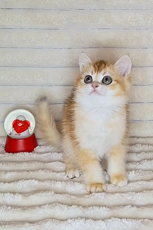 Cute cream and white British Shorthair kitten with big blue eyes by a red snow globe