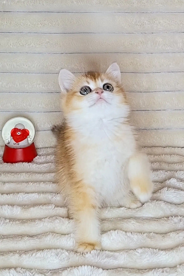 Adorable cream and white British Shorthair kitten with bright blue eyes looking up