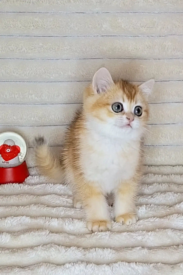 Adorable orange and white British Shorthair kitten with bright blue eyes named Alexa