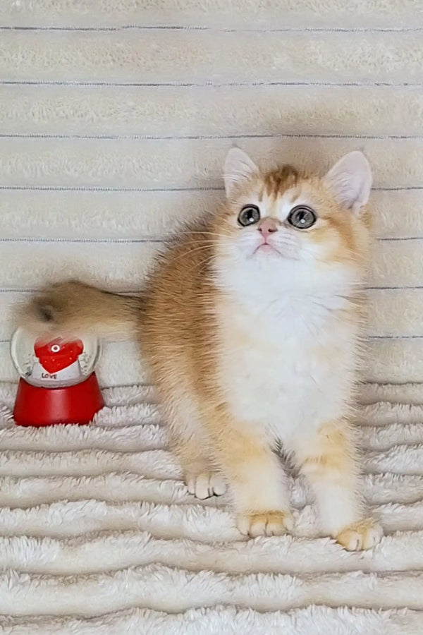 Fluffy orange and white British Shorthair kitten with blue eyes by a red toy