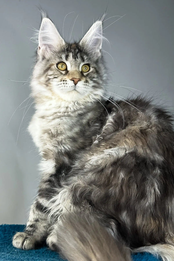 Alexa | maine coon kitten
