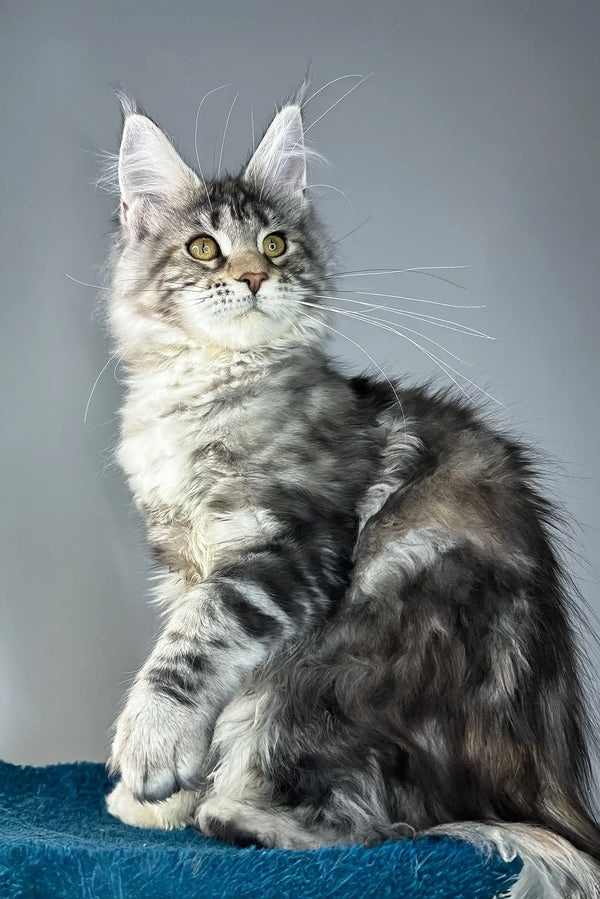 Alexa | maine coon kitten
