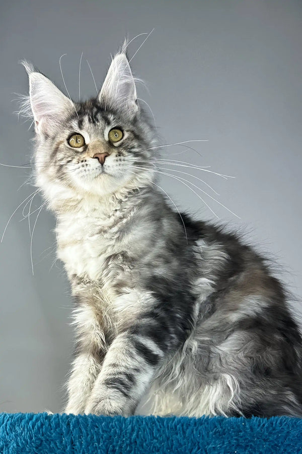 Alexa | maine coon kitten