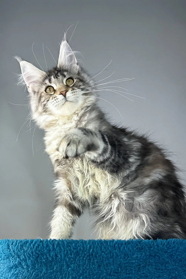 Alexa | maine coon kitten