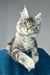 Alexa | maine coon kitten