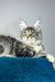 Alexa | maine coon kitten