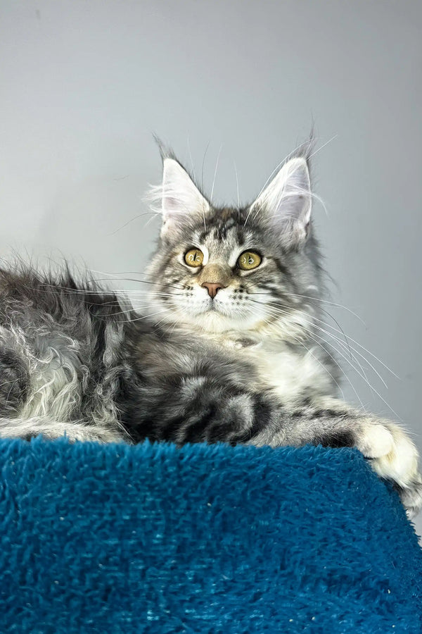Alexa | maine coon kitten