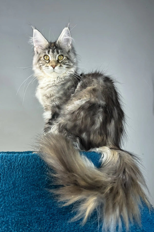 Alexa | maine coon kitten