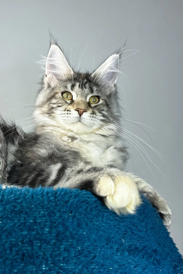 Alexa | maine coon kitten