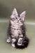 Adorable Maine Coon kitten with fluffy coat and big ear tufts, perfect for cuddling