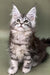 Fluffy gray and white Maine Coon kitten with cute ear tufts, perfect for Alexa