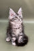 Fluffy gray and white Maine Coon kitten with cool ear tufts in Alexa product