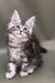 Fluffy Maine Coon kitten named Alexa with ear tufts and long coat